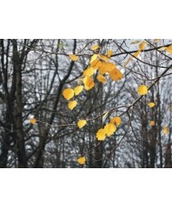 Painel decorativo FT0316