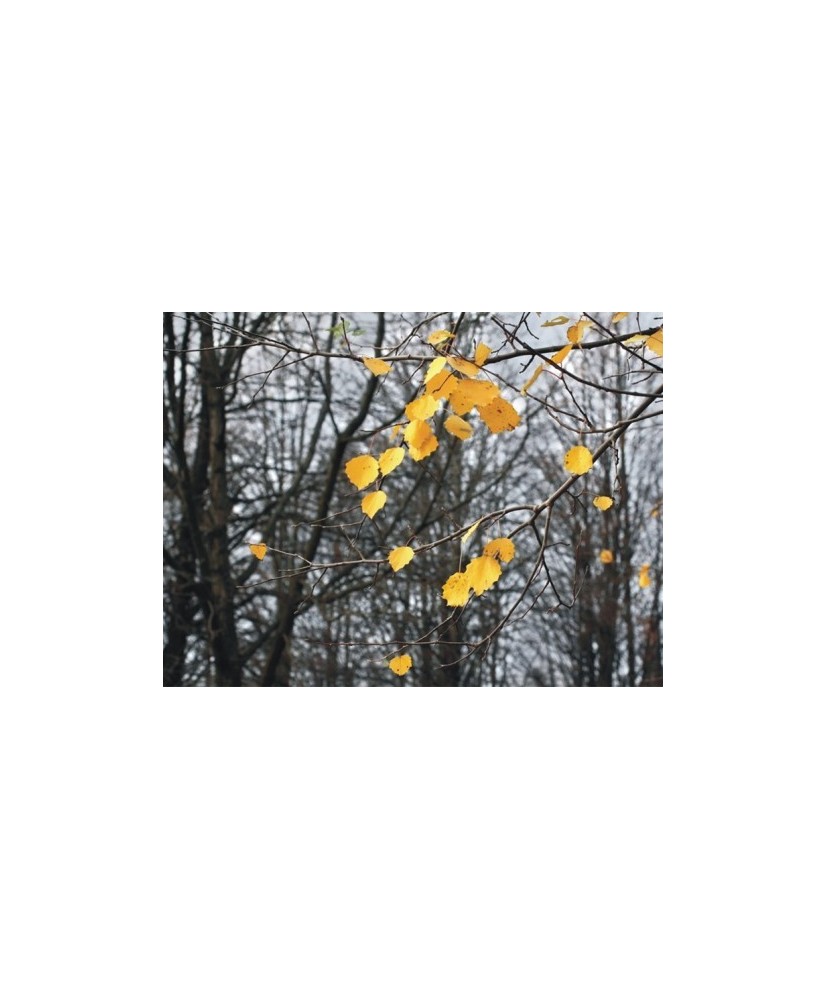 Painel decorativo FT0316