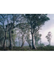 Painel decorativo Fantasy Forest