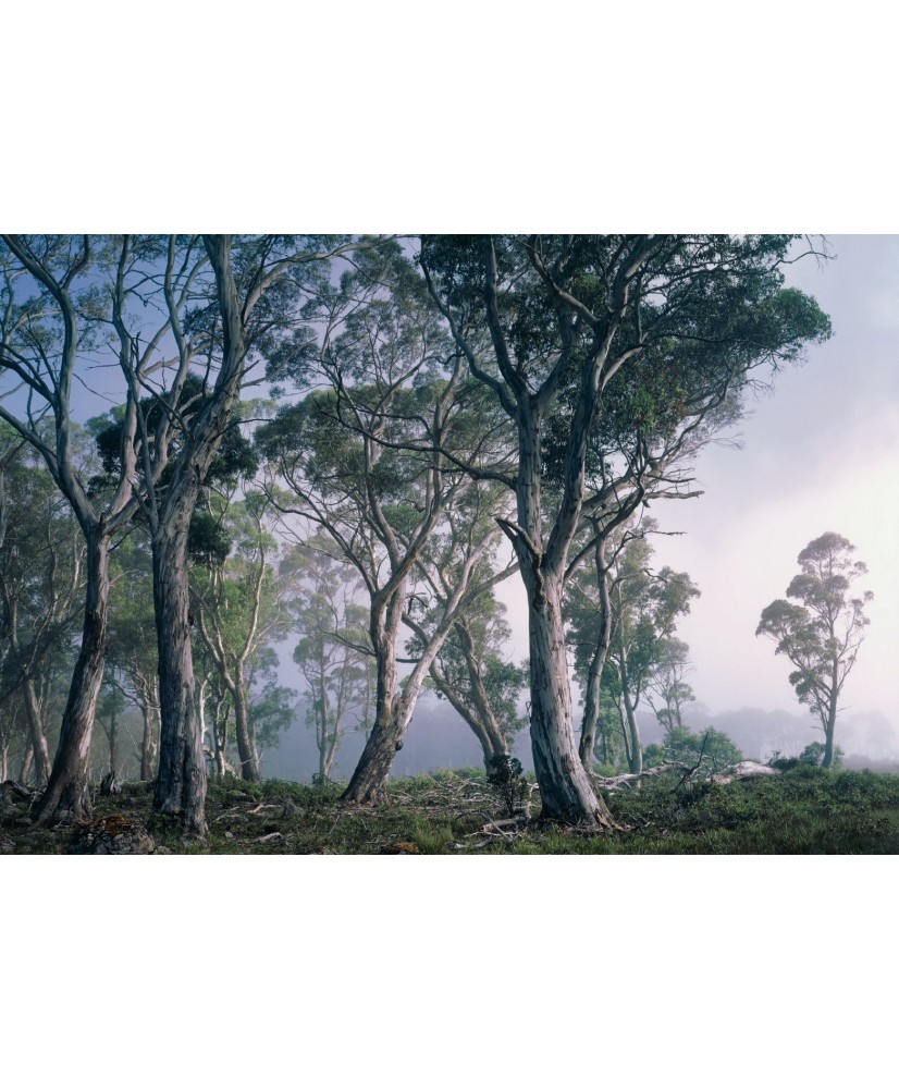 Painel decorativo Fantasy Forest