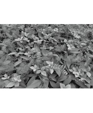 Painel decorativo Forest Floor