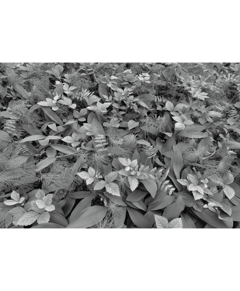 Painel decorativo Forest Floor