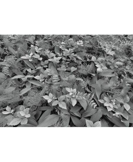 Painel decorativo Forest Floor