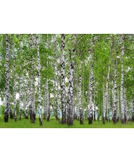 Painel decorativo FTS 1304