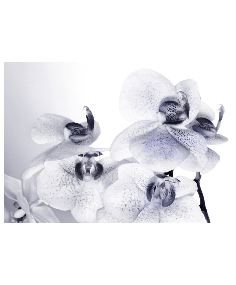 Painel decorativo FTS 1306