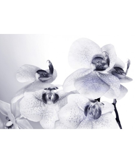 Painel decorativo FTS 1306