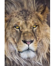 Painel decorativo Lion