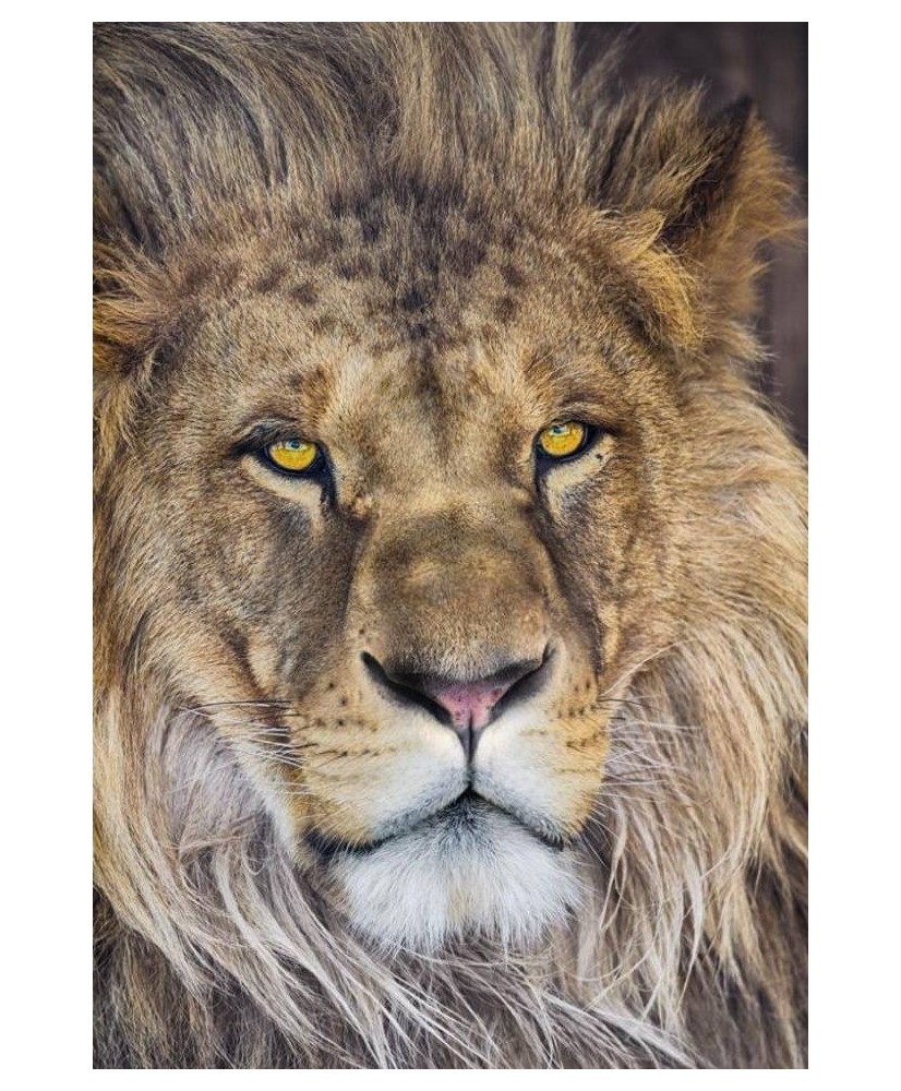Painel decorativo Lion