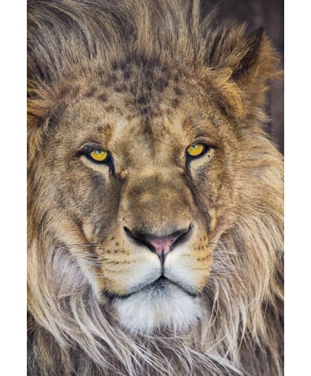 Painel decorativo Lion