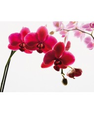Painel decorativo ORCHID 001
