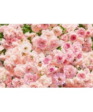 Painel decorativo Rosa